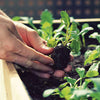 Beginner Gardening Myths That Quietly Ruin Gardens