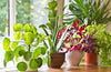 How to Buy Plants Wisely as a Beginner : A Thoughtful Guide That Saves Money, Time, and Effort
