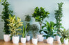 Growth, Stress and Recovery of Indoor Plants