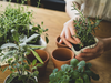 “Indoor Plant Stress & Recovery Checklist” — Companion Guide  Purpose: