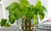 Indoor Plants and Vastu Energy