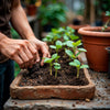 The Beginner’s Mistake Nobody Talks About : Planting Without Understanding Seasons