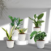 Indoor Plant Myths That Cost Money