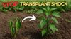 How to Prevent Transplant Shock : An In-Depth Guide for Beginner Gardeners