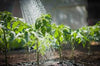 Understanding Water Stress – How to Read Plant Signals Before Damage Occurs