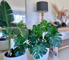 Why Indoor Tropical Plants Refuse to Flower?