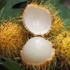 E35 Rambutan (Yellow) Live Plant