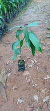 Moovandan Mango - Mangifera indica