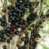 Jaboticaba Precoce Fruit Plant