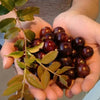 Jaboticaba Z4 - A Rare Hybrid with Remarkable Fruit Potential