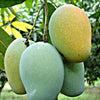 Kalluketti Mango Live Plant