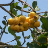 Ziricote Fruit Plant