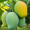 Kalluketti Mango Live Plant