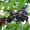 Coralberry Fruit Plant - A Jewel of the Tropics with Healing Secrets