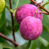 Cocoplum Fruit Plant ( Paradise Plum )— A Soft-Edged Superfruit from the Tropics
