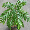 Curry Leaf