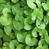Brahmi
