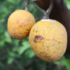 Madd Fruit – Saba senegalensis