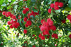 Malwana Rambutan  – Red Variety