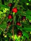 Cherry of the Rio Grande