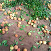 Garcinia Kola Live Plant