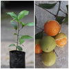 Guayas Fruit Live Plant
