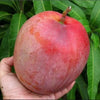 R2E2 Mango Live Plant