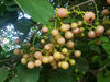 Clammy Cherry Fruit Plant - A Healer’s Delight Wrapped in a Glossy Golden Fruit