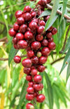Terengganu Cherry Fruit Plant