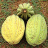 Mocambo Fruit (White Cacao) (Theobroma bicolor)