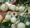White Longan Live Plant - Dimocarpus longan
