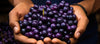 Acai Berry Fruit - The Jewel of the Amazon Rainforest
