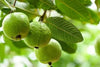 Allahabad Safeda Guava - The White Jewel of Indian Orchards