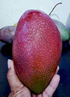 Yuwen Mango Live Plant