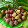 Purple Matoa Fruit Plants - Pometia pinnata