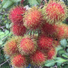 School Boy Rambutan - Nephelium lappaceum