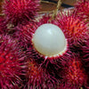 Malwana Rambutan  – Red Variety