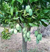 Amrapali Mango - The Golden Jewel of Indian Gardens