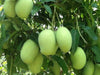 Cheruku Rasalu Mango Live Plant - A Celebration of Sweetness, Tradition, and Tropical Abundance Introduction