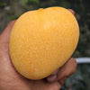 Sonpari Mango Live Plant