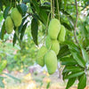 Pedda Rasalu Mango Plant