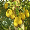 J33 Jackfruit Live Plant