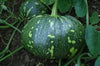Green Pumpkin