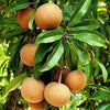 Chikku Sapote Fruit Plant