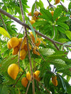 Egg Fruit Plant