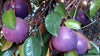 Purple Star Apple Fruit Plant