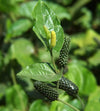 Thippili / Long Pepper