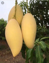 Nam Dok Mai Mango - Mangifera indica L
