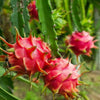 American Beauty Dragon Fruit – A Radiant Creation of Nature at Exotica Grove