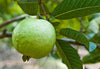 Allahabad Safeda Guava - The White Jewel of Indian Orchards